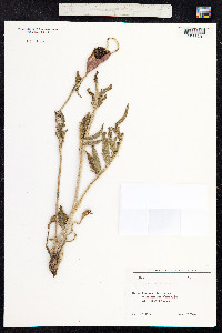 Papaver orientale image