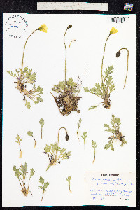 Papaver radicatum image