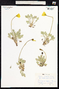 Papaver radicatum image