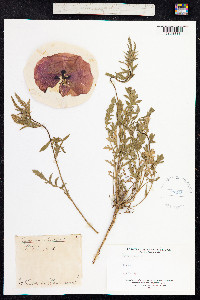 Papaver rhoeas image