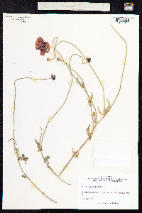 Papaver rhoeas image