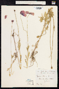Papaver rhoeas image