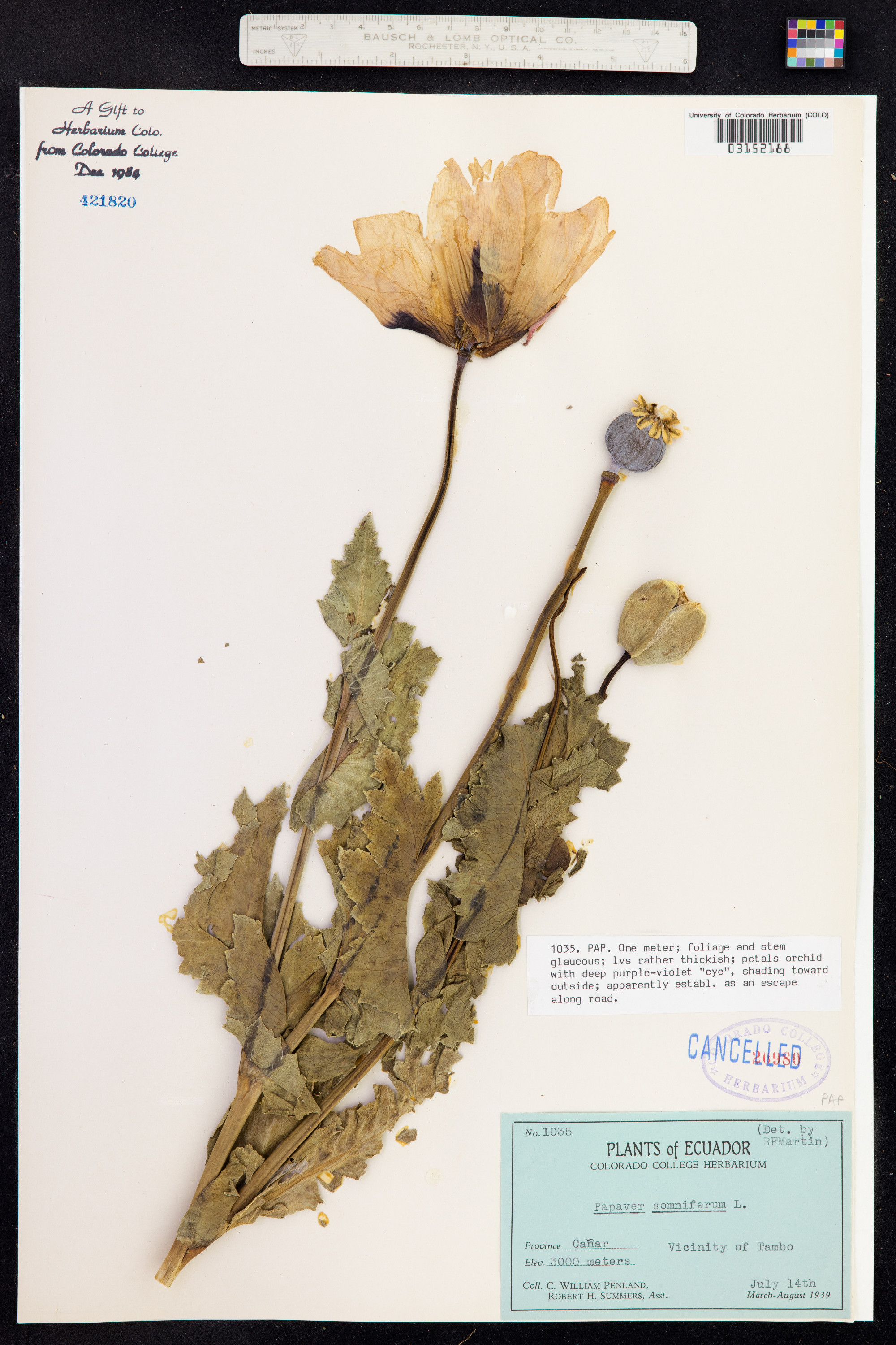 Papaver image