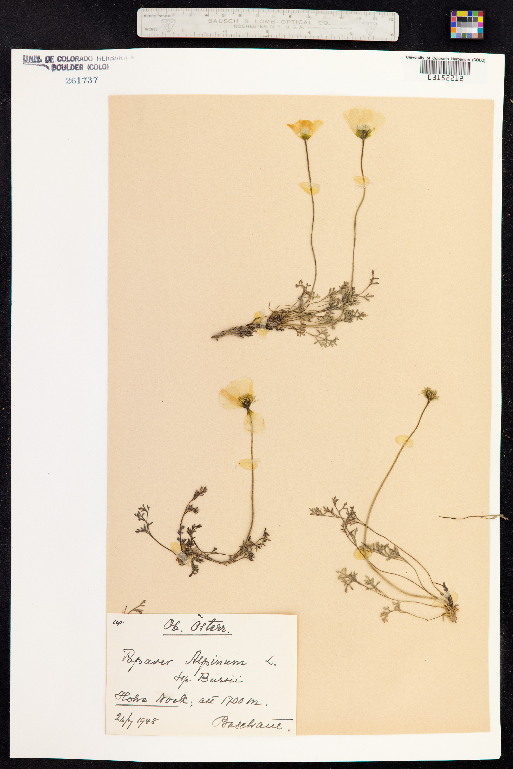 Papaver alpinum image