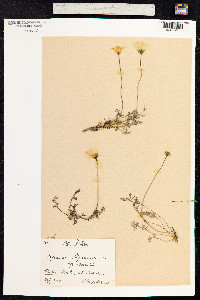 Image of Papaver alpinum