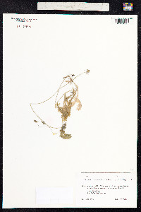 Image of Papaver commutatum