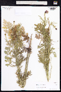 Papaver hybridum image