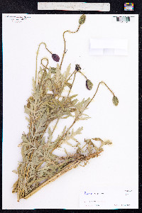 Papaver hybridum image