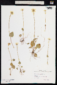 Parnassia palustris image