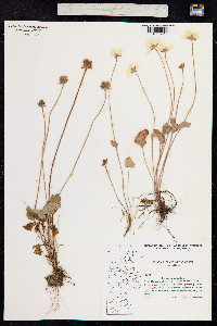 Parnassia palustris image