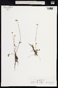 Parnassia palustris image
