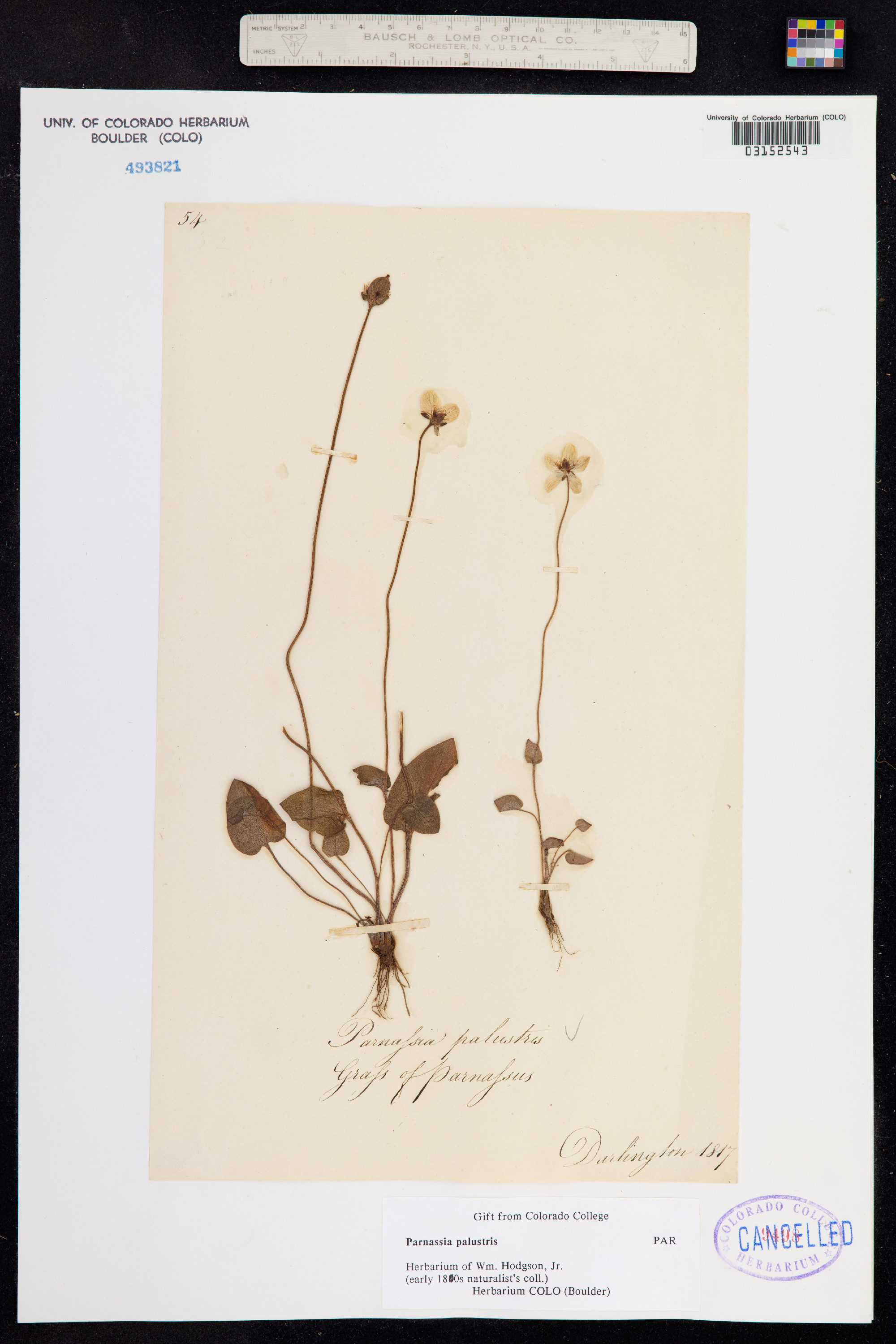 Parnassia palustris image