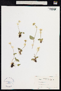 Parnassia palustris image