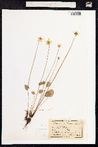 Parnassia palustris image