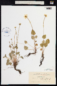 Parnassia palustris image