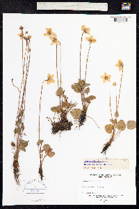 Parnassia palustris image