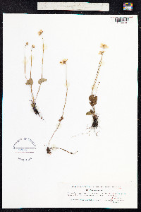 Parnassia palustris image