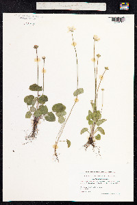 Parnassia palustris image