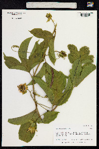 Passiflora edulis image