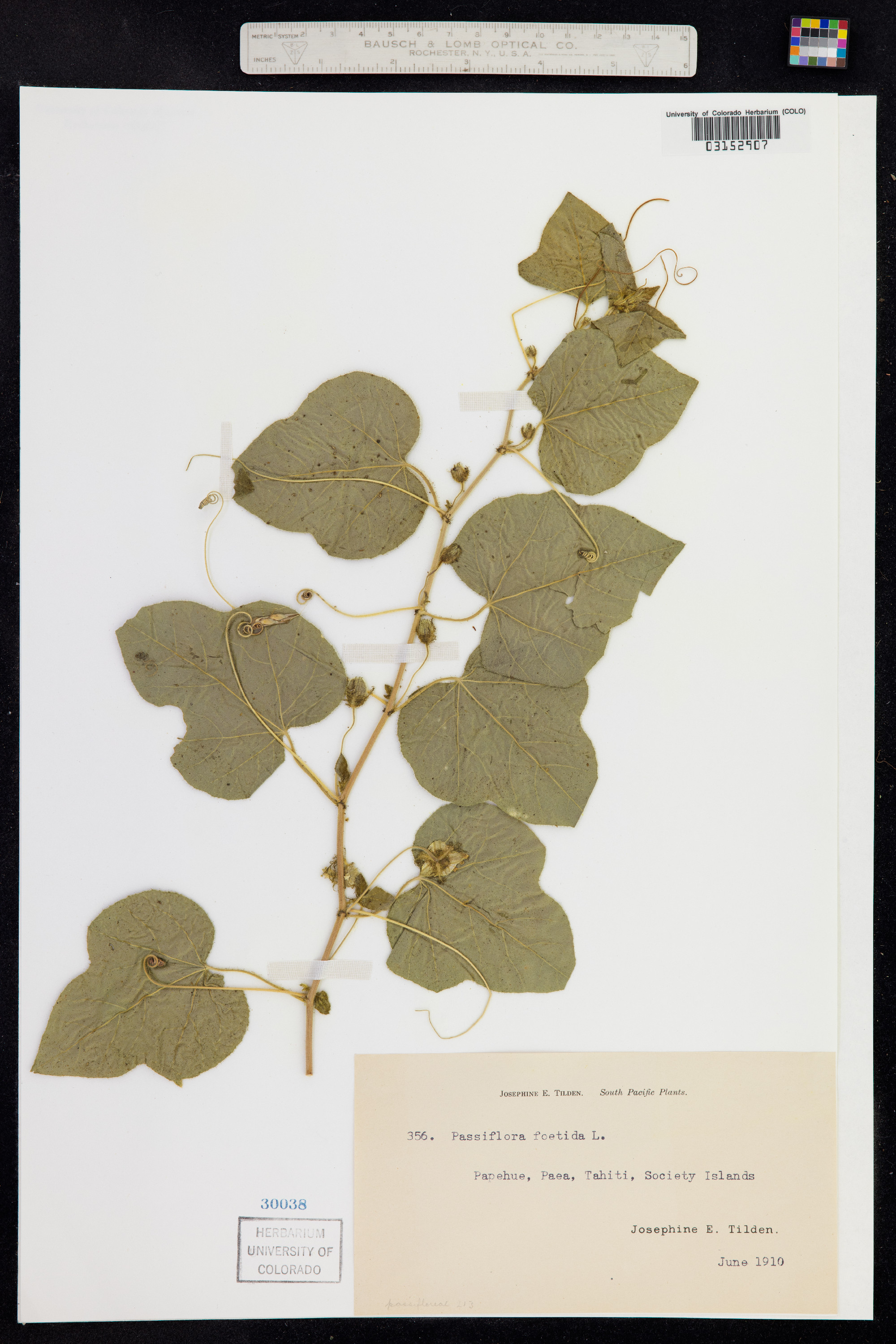 Passiflora foetida image