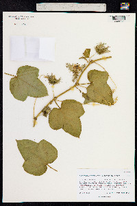 Passiflora foetida image