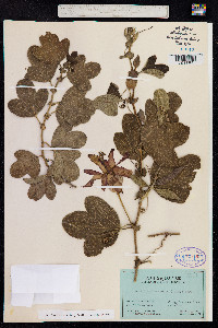 Passiflora manicata image