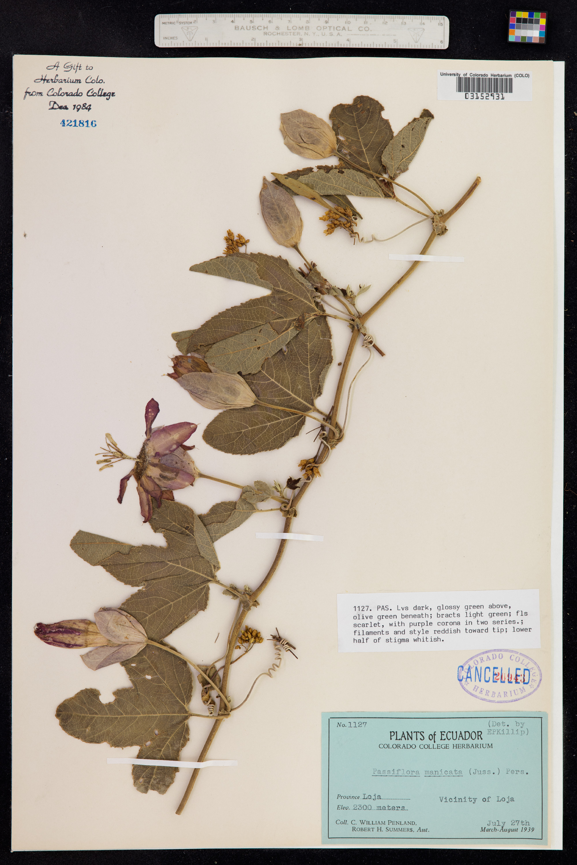 Passiflora manicata image
