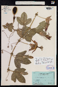 Passiflora manicata image