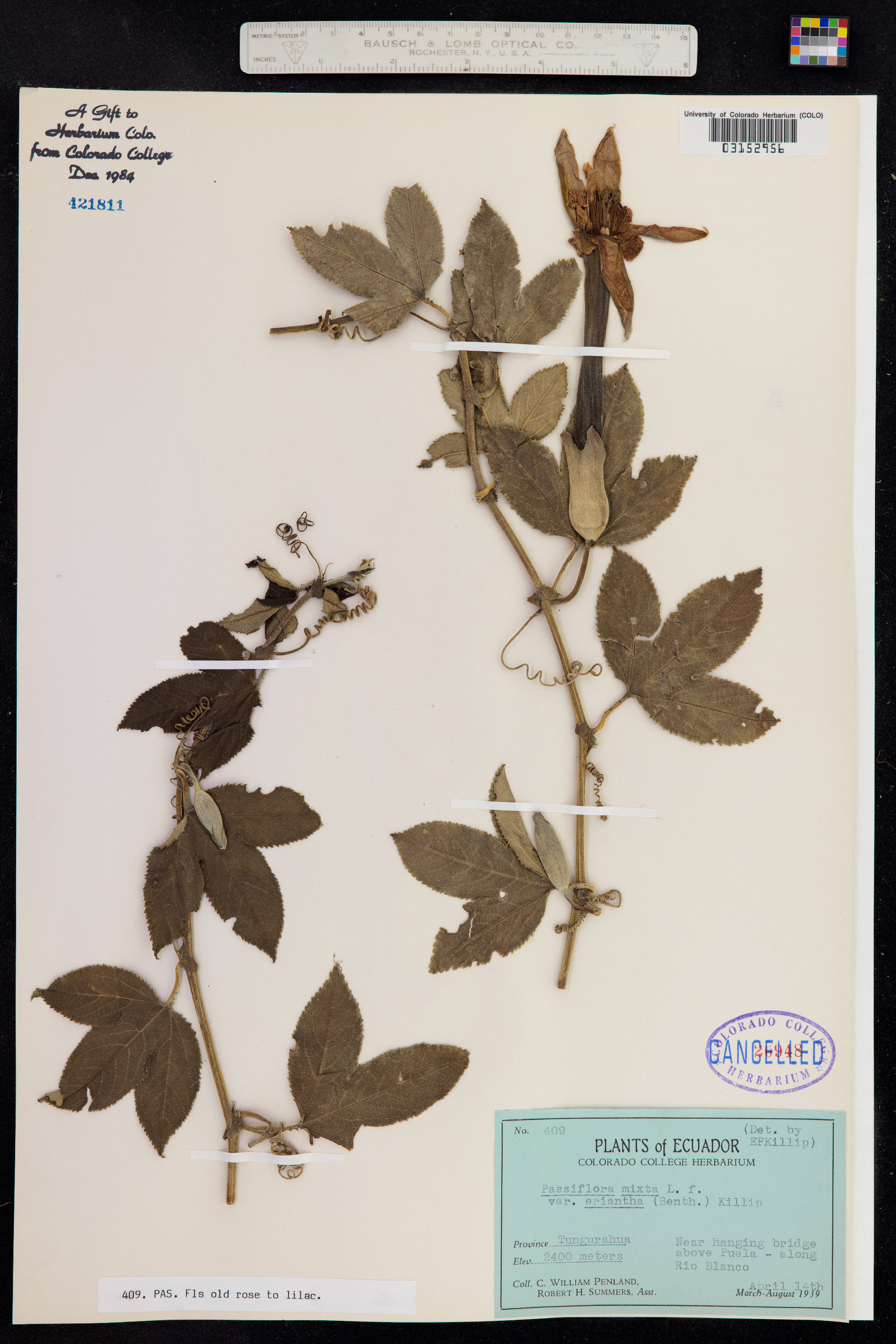 Passiflora mixta image