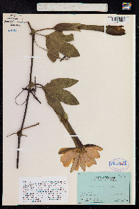 Passiflora mixta image