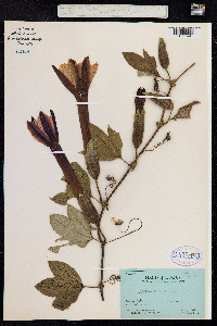Passiflora mixta image