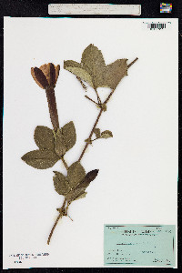 Passiflora mixta image