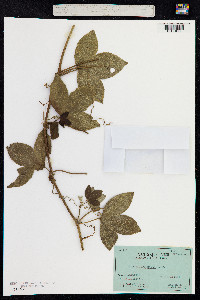 Passiflora mixta image