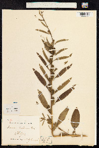 Sesamum indicum image