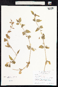 Mimulus moschatus image