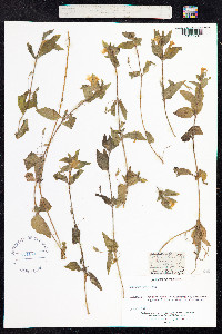 Mimulus moschatus image