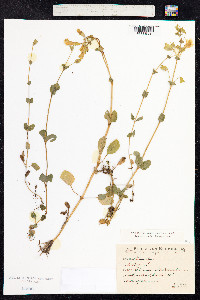 Mimulus guttatus image
