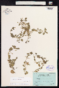 Mimulus glabratus image