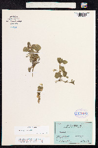 Mimulus glabratus image