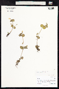 Mimulus glabratus image