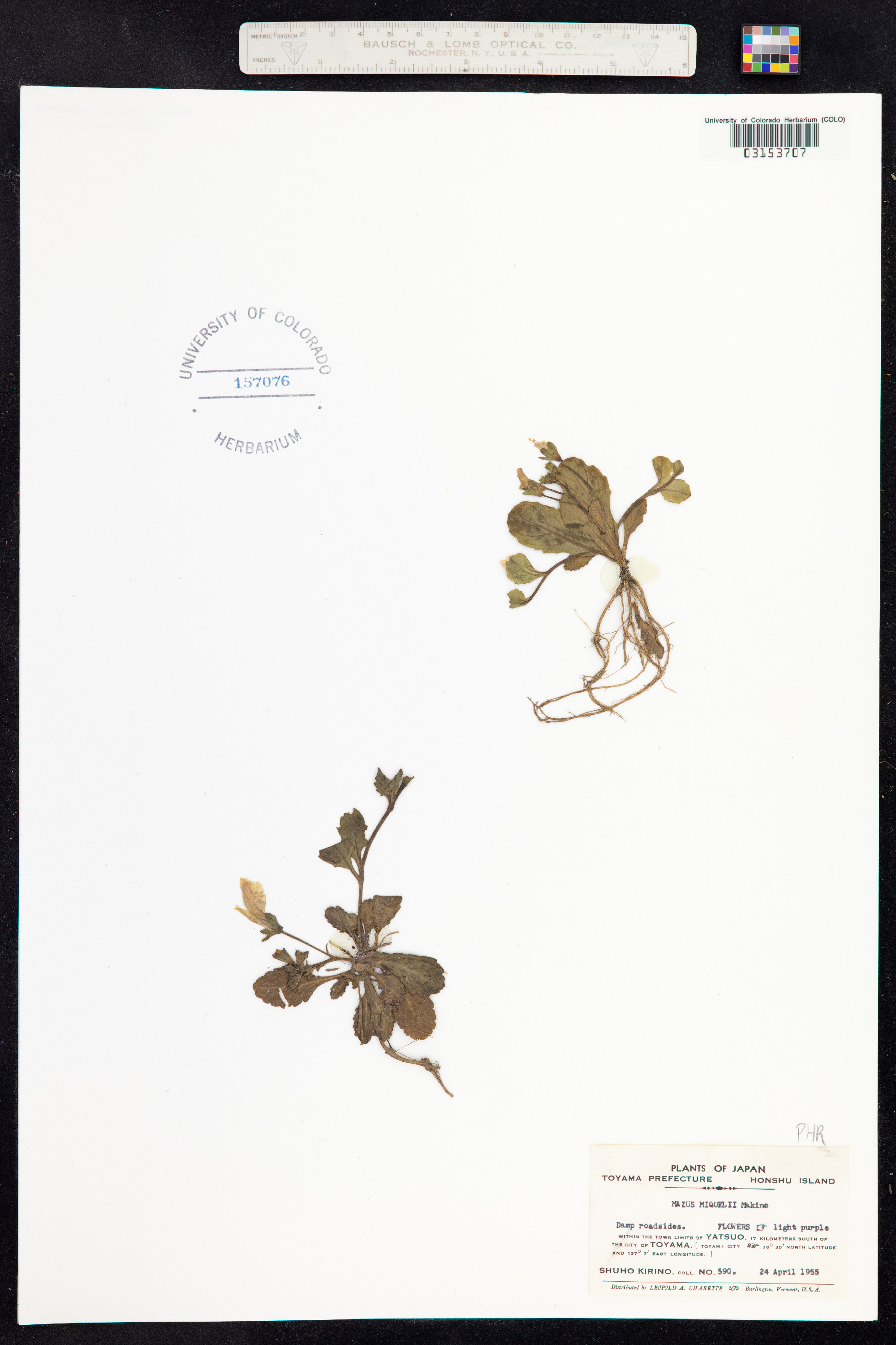 Mazus miquelii image