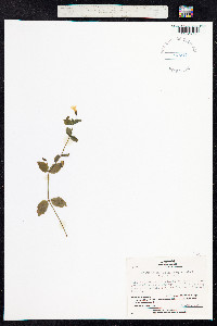 Image of Mimulus breviflorus