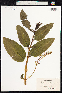 Phytolacca americana var. americana image