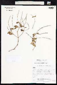 Peperomia blanda image