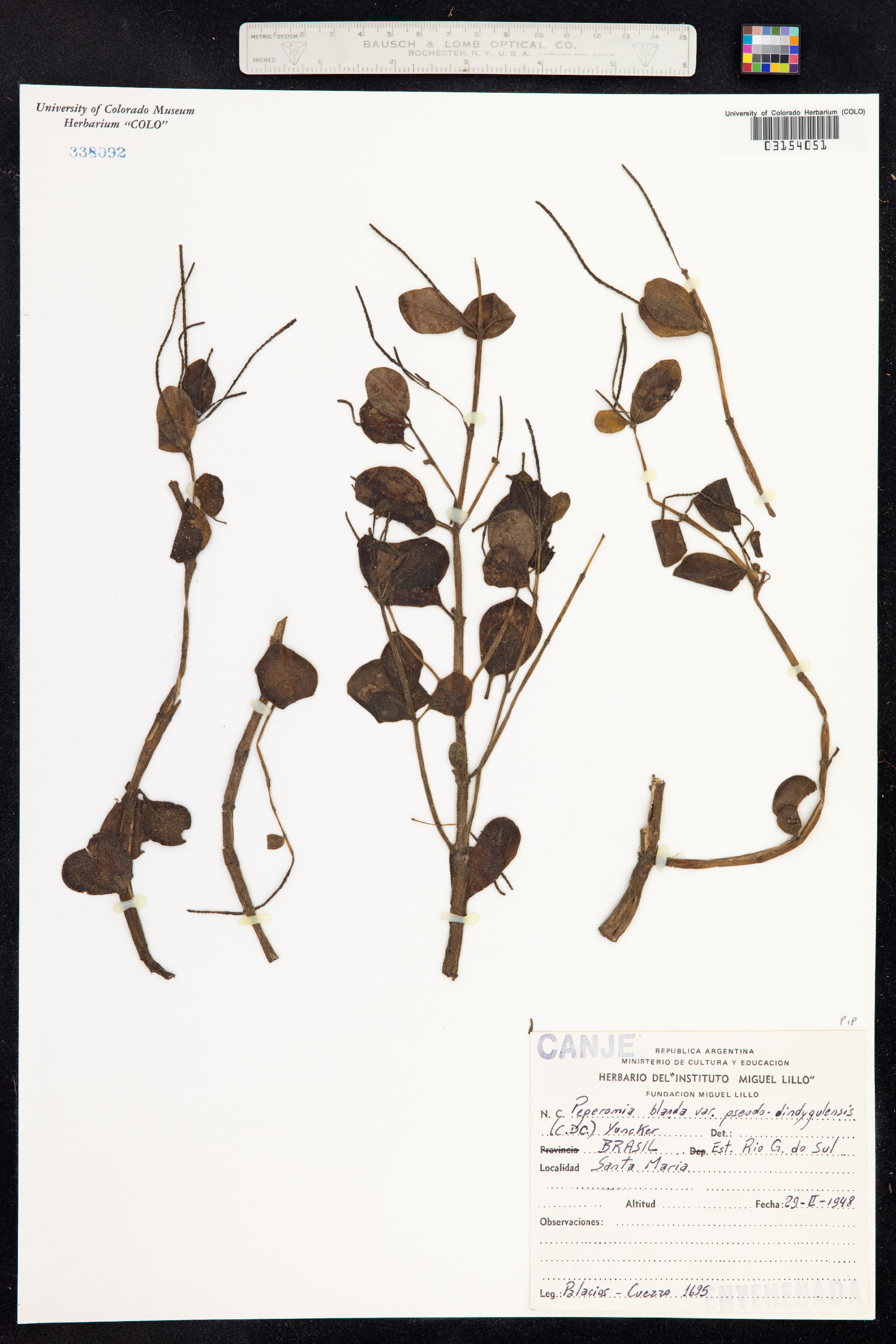Peperomia blanda image
