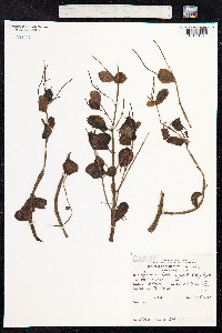 Peperomia blanda image