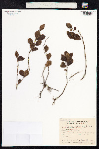 Peperomia blanda image