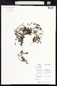 Peperomia cookiana image