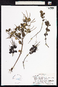 Peperomia cookiana image