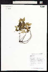 Peperomia cookiana image